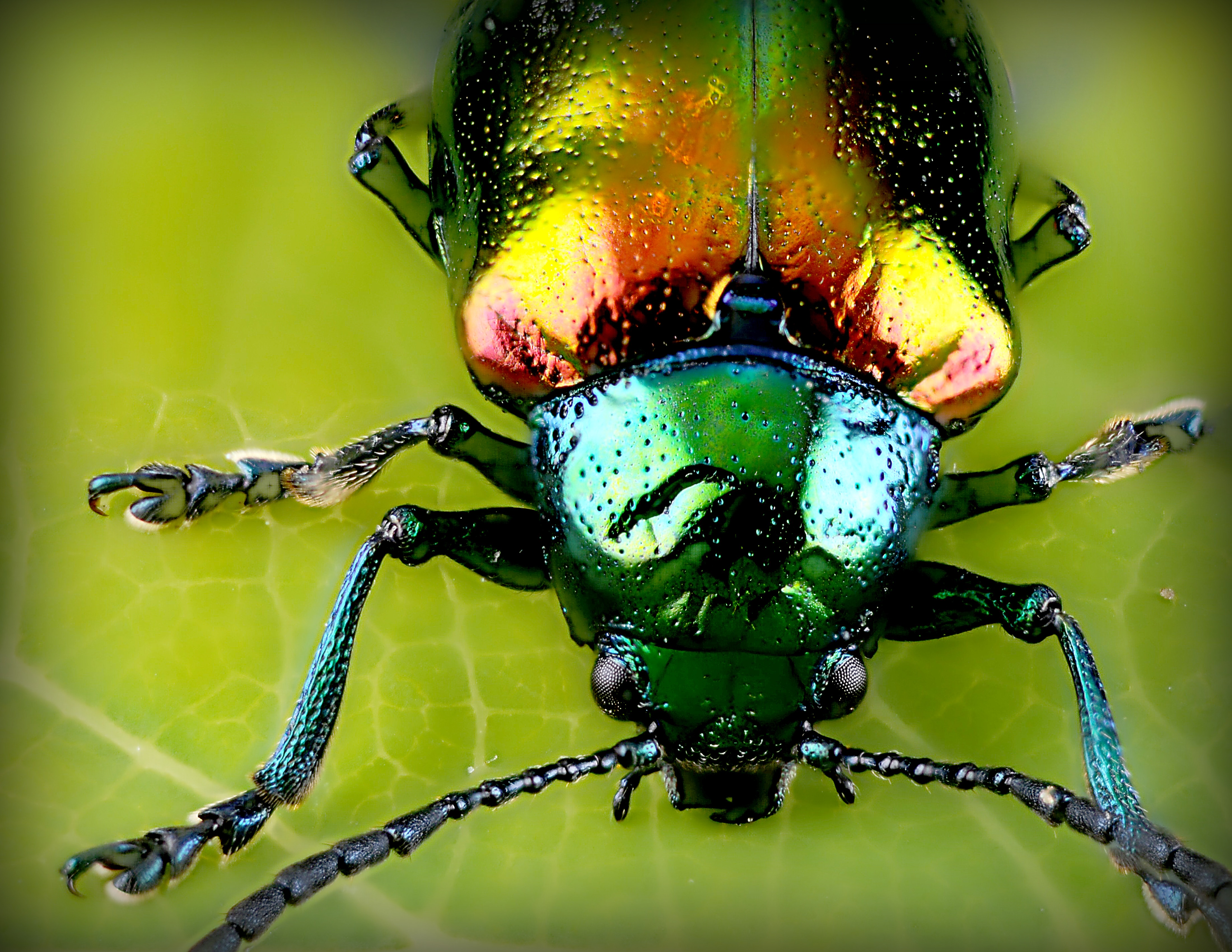 Pretty Beetle