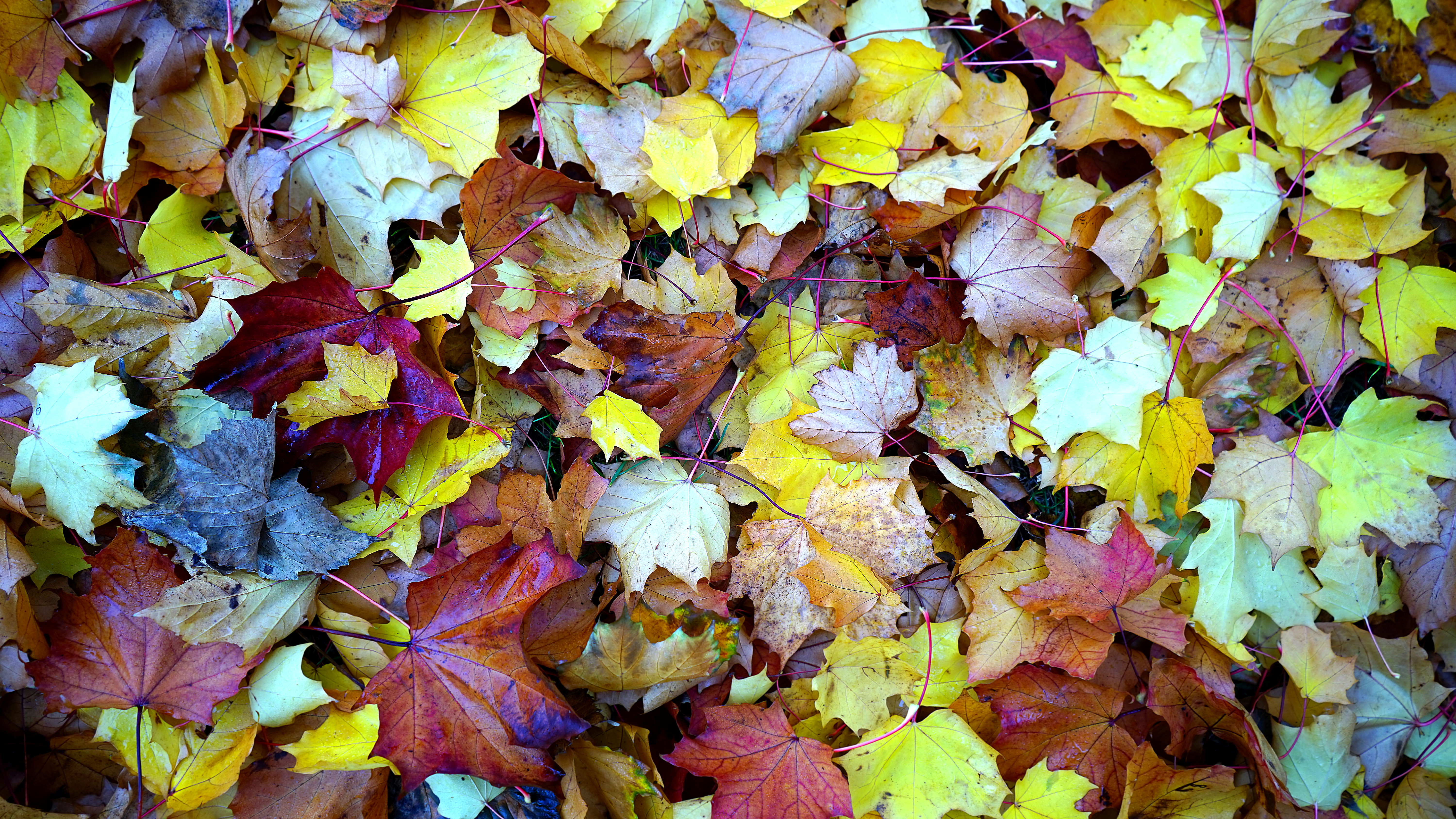 Pretty Leaves